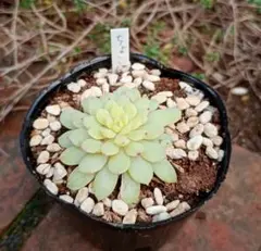 2026年最新】おらいさん苗 ちょこんの人気アイテム - メルカリ