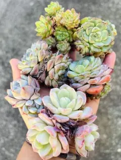 多肉植物　エケベリア　韓国苗　カット苗　寄せ植えセット　多肉弁当　双頭＆多頭