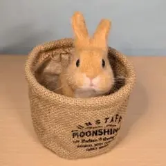 羊毛フェルト　うさぎ　おねだりネザーランドドワーフ (オレンジ)