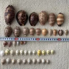 国産化石 イノセラムス ２５１０１２－２ 国産化石 イノセラムス 251012－2 - メルカリ