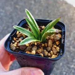 2025年最新】アガベ姫笹の雪の人気アイテム - メルカリ