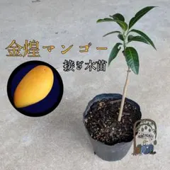 2026年最新】マンゴー 苗の人気アイテム - メルカリ