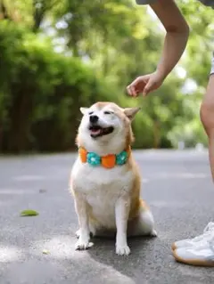 【ペット用アクセサリー】 猫 犬 首輪 花首輪 花輪 花付き 果物