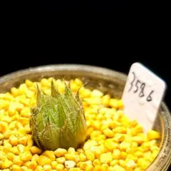 3586 テネラ 小型美種多肉植物 ハオルチア アロエのサムネイル