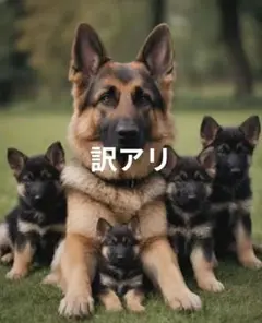 ✩訳アリ✩新品ダイヤモンドアート　シェパードの親子　犬　作成キット