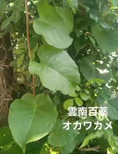 [第四種] 雲南百薬 オカワカメ おかわかめ 2苗＋ムカゴ数個セット 抜き苗発送