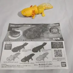 いきもの大図鑑 レプティ メキシコサラマンダー ウーパールーパー ゴールデン