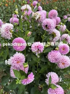 pekodream ଘ♡ଓ*:様ご専用ページ