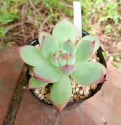 ひまさく様 リクエスト 3点 まとめ商品