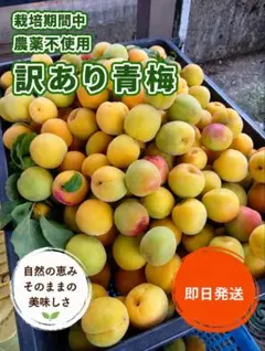 3kg《稲積青梅》できるだけ青梅多め採取 B級7割ブレンド - メルカリ