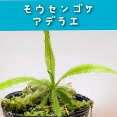 ちーたん様 リクエスト 2点 まとめ商品