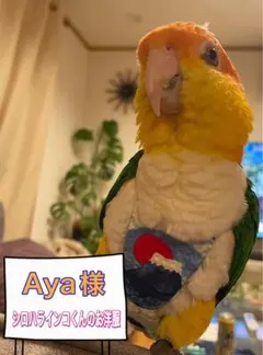 Aya様 ご専用 バートスーツ&リード