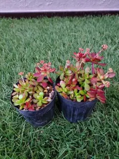 2026年最新】多肉植物エケベリア寄せ植えセット多肉弁当の人気アイテム