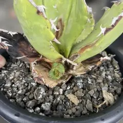 2025年最新】ホワイトホーク アガベの人気アイテム - メルカリ