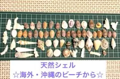 天然　シェル　貝殻　サンゴ　小　60個