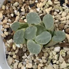 2026年最新】多肉植物ハオルチア万象白妙の人気アイテム - メルカリ