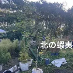 2025年最新】白樺 苗木の人気アイテム - メルカリ