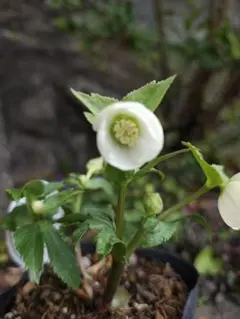 2026年最新】クリスマスローズ 苗の人気アイテム - メルカリ