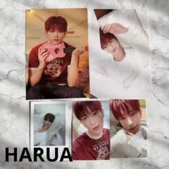 &TEAM シーグリ 2026HARUA ハルア ポストカード トレカ チェキ