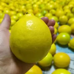 【さき様専用】高知県産ノンワックスレモン