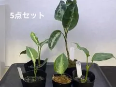 アグラオネマ ピクタム ちゃんぷーる [AZ便] - メルカリ