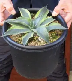 2026年最新】アガベオルカの人気アイテム - メルカリ