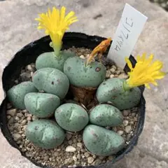 hata様 リクエスト 2点 まとめ商品