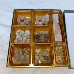 化石コレクション 標本セット