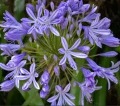 アガパンサス苗　紫クンシラン苗　宿根草　花苗　株　抜き苗