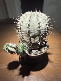 ユーフォルビア ホリダ 白衣 塊根植物 FUCLAY 鉢付き ユーフォルビア ホリダ 白衣 塊根植物 FUCLAY 鉢付き - メルカリ