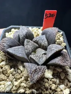 3c 多肉植物 ハオルチア 皇妃錦 自家繁殖 鉢植え発送 - メルカリ