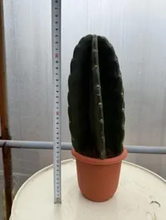 越冬済み　早い者勝ち　柱サボテン 鬼面角　13頭発根　ウチワサボテン　メキシコ 越冬済み 早い者勝ち 柱サボテン 鬼面角 13頭発根 ウチワ