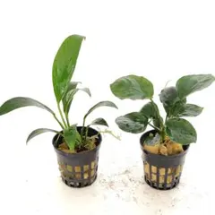 mami様 リクエスト 2点 まとめ商品