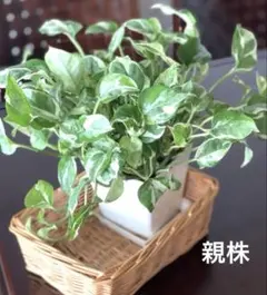 2026年最新】ポトスエンジョイの人気アイテム - メルカリ