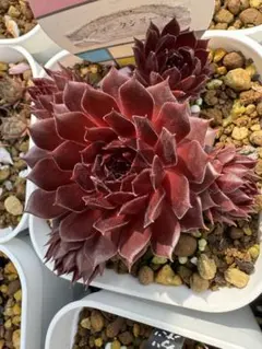 user_e350d1bf様 リクエスト 4点 まとめ商品