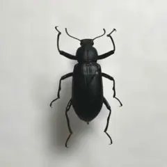 サトユミアシゴミムシダマシ 標本