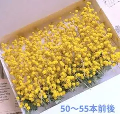 ドライフラワー ミモザ 花穂《87》増量‼️