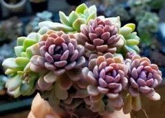 2025年最新】ぼのぼのさん苗の人気アイテム - メルカリ