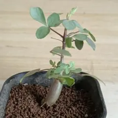 411 コミフォラ エイル Commiphora spp 実生 簡単に葉が落ちる 411 コミフォラ エイル Commiphora spp 実生 簡単に葉が落ちる - メルカリ