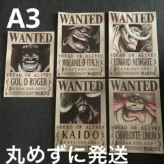 ワンピース 手配書