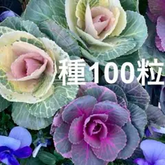 葉牡丹種100粒♪ワイン＆ホワイト♪ミックス種ハボタン＆選べる花種プレゼント♪のサムネイル