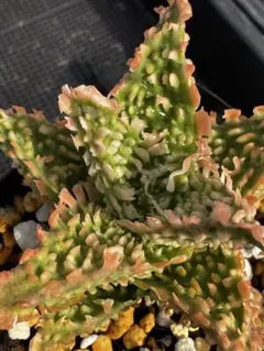 ラスト株◾️アロエTCTハイブリッドBlue Boy【子株】3ヶ根付き メルカリ便 2025年最新】アロエハイブリッド 青肌の人気アイテム - メルカリ