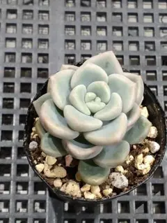16.くもも　抜き苗　つぶつぶ屋さん　多肉植物のサムネイル