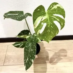 夏セール モンステラ デリシオーサ 斑入りロング4号 鉢植え 2個