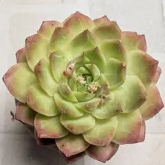 No.2 アイススワンプレミアム　多肉植物　エケベリア