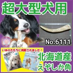 超大型犬用 エゾ鹿の角 １本 北海道産 蝦夷鹿 犬のおもちゃ 61115のサムネイル