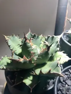 2025年最新】姫厳竜 子株の人気アイテム - メルカリ