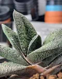 こゆき様 リクエスト 3点 まとめ商品