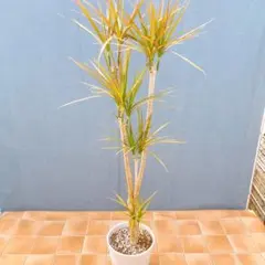 現品 ドラセナ コンシンネ トリカラー 29番 観葉植物 特大 インテリア