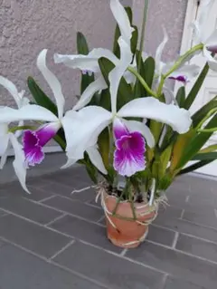 洋蘭原種カトレアL.purpurataのサムネイル